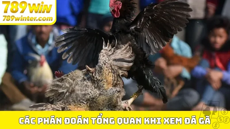 Các phán đoán tổng quan khi xem đá gà 