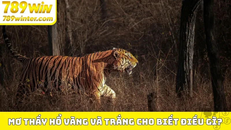 Mơ thấy hổ vàng và trắng cho biết điều gì?