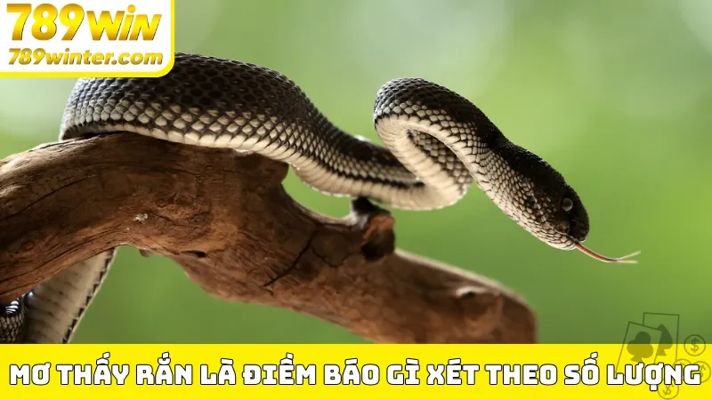 Mơ thấy rắn là điềm báo gì xét theo số lượng