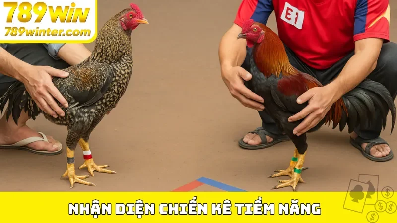 Nhận diện chiến kê tiềm năng